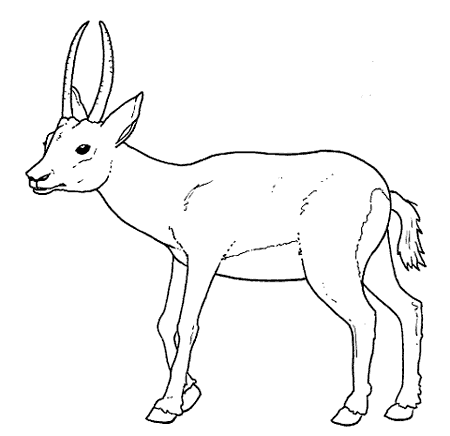 Antylopa, gazela, gnu kolorowanki